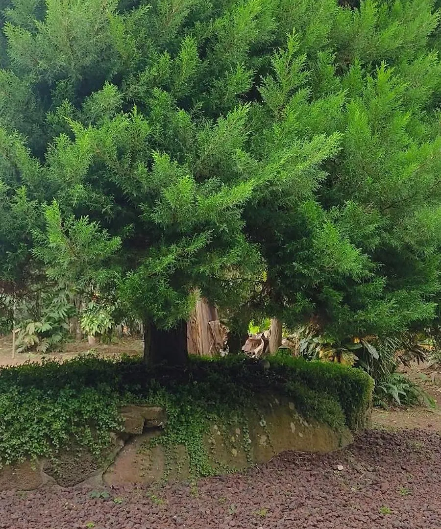 Quinta D' Los Cypress - Free Starlink Wi-Fi 0*, San Cristobal